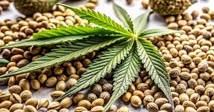 Exploring the Best Types of Marijuana Seeds Arizona Exploring the Best Types of Marijuana Seeds Arizona