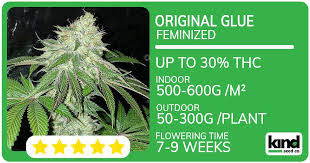 Exploring the Best Types of Marijuana Seeds Arizona Exploring the Best Types of Marijuana Seeds Arizona