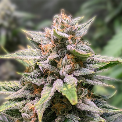 Exploring the Best Types of Marijuana Seeds Arizona Exploring the Best Types of Marijuana Seeds Arizona